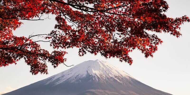 maple-tree-with-red-leaves-sunlight-with-mountain-covered-snow (1)