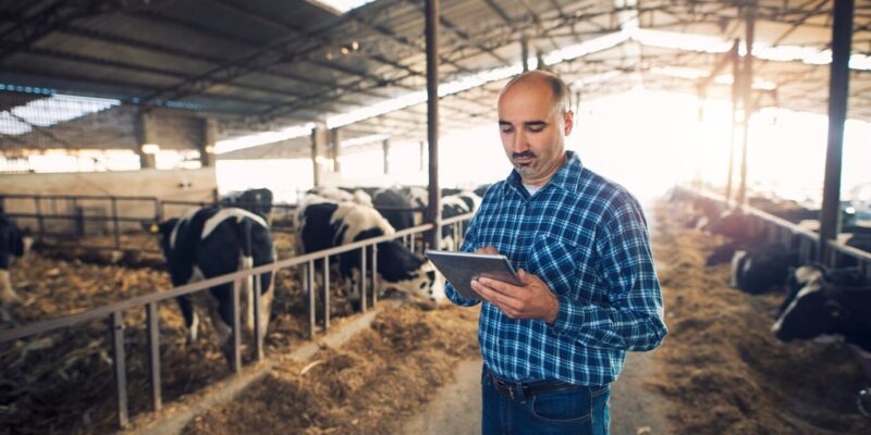 portrait-middle-aged-farmer-standing-cow-farm-using-tablet_342744-878