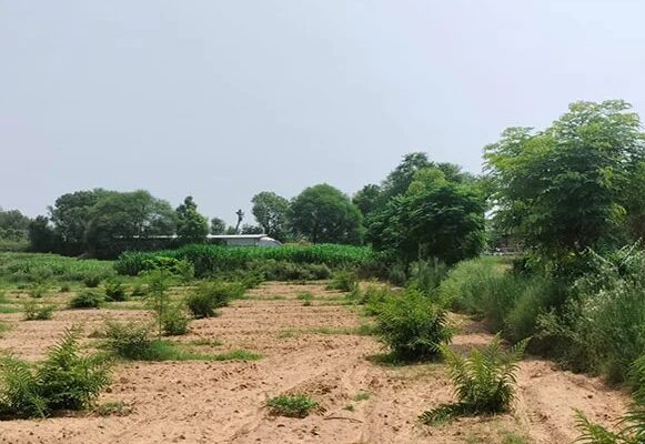 15-Acre-Organic-Certified-Agriculture-Farm-For-Sale-only-6kms-From-NH-8-in-Jaipur-District-of-Rajasthan-16-1170x719-2