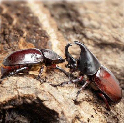 Forneigner Rhino Beetle